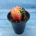 Gymnocalycium Variegata (Гимнокалициум Вариегатный)
