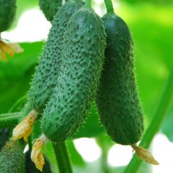 ГАБРИ F1 семена огурца (Sakata | Alexagro)