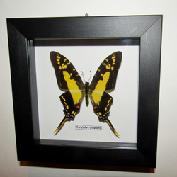 Бабочка Eurytides thyastes в рамке