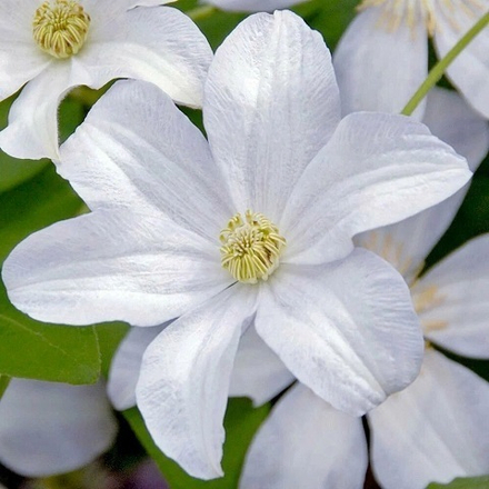 Клематис Huidine