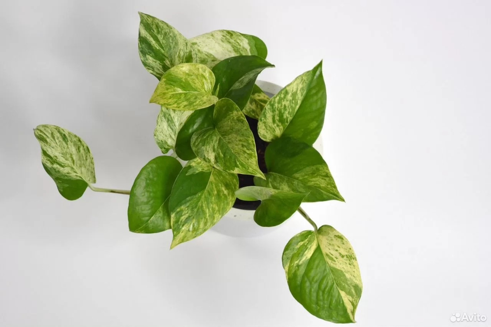 Эпипремнум Марбл Квин / Epipremnum Marble Queen