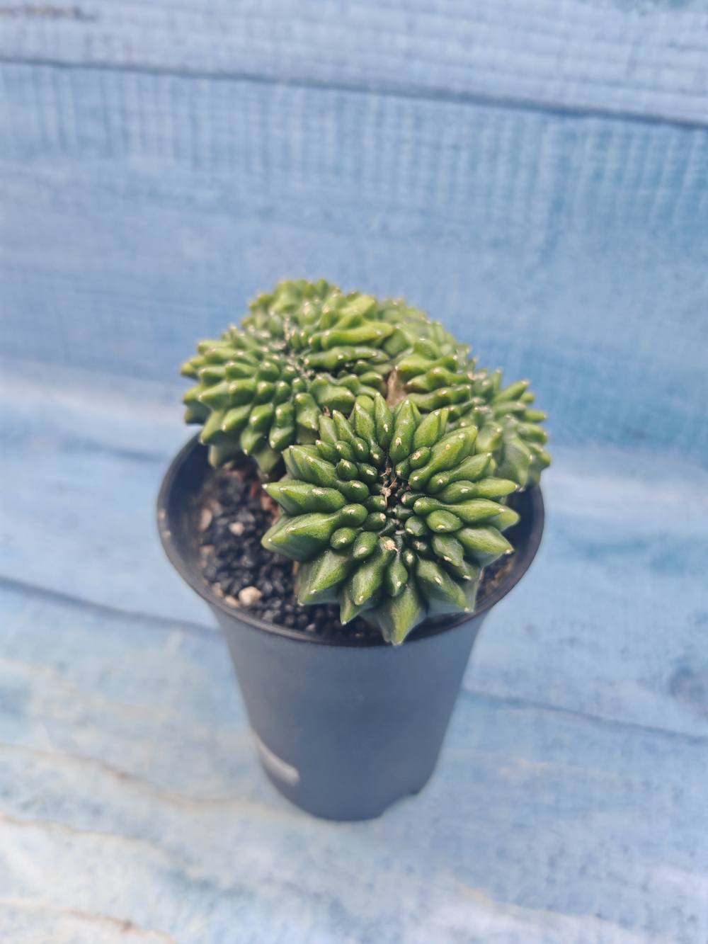 Gymnocalycium Spineless Crested form (Гимнокалициум Кристатный)