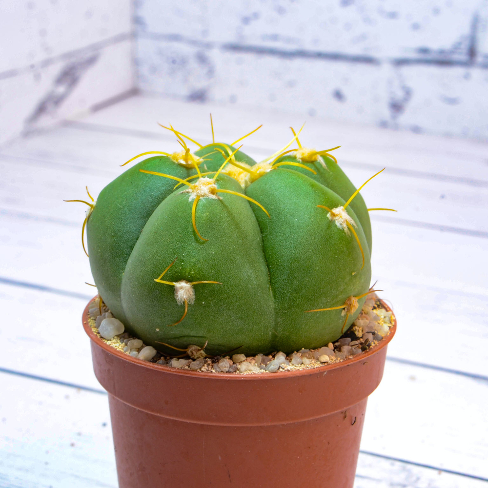 Gymnocalycium Horstii (Гимнокалициум)