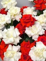 Французские розы