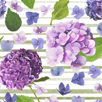 Гортензия с полоской