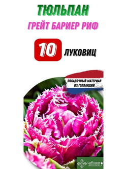 Тюльпан Луковица, Грейт Бариер Риф, 10шт