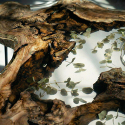 Журнальный столик из карагача со смолой