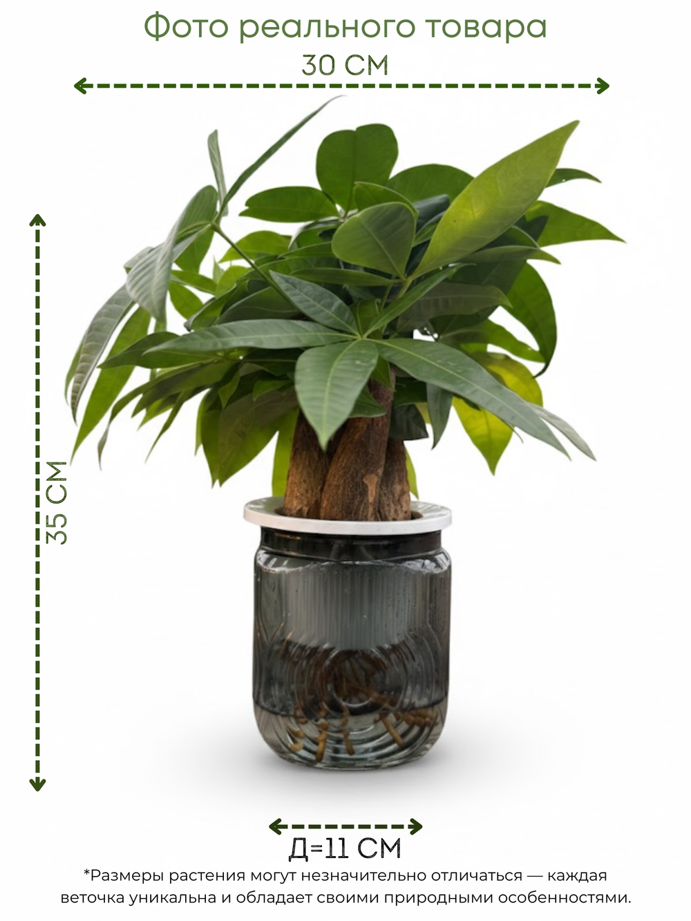 Пахира Little Forest Space Cup Three-Branch горшок с автополивом д.11