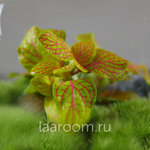 Флорариум эко-система Bubble Фиттония