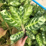 Аглаонема LOOKMAI N9