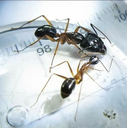 Муравьи Camponotus arrogans (Кампонотус арроганс)