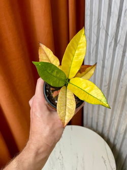 Кодиемум (Кротон) Вилма, D9см H15см, 1шт, Urban Jungle