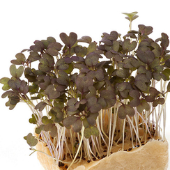 Семена для проращивания мицуны красной Сангрия (Гавриш)