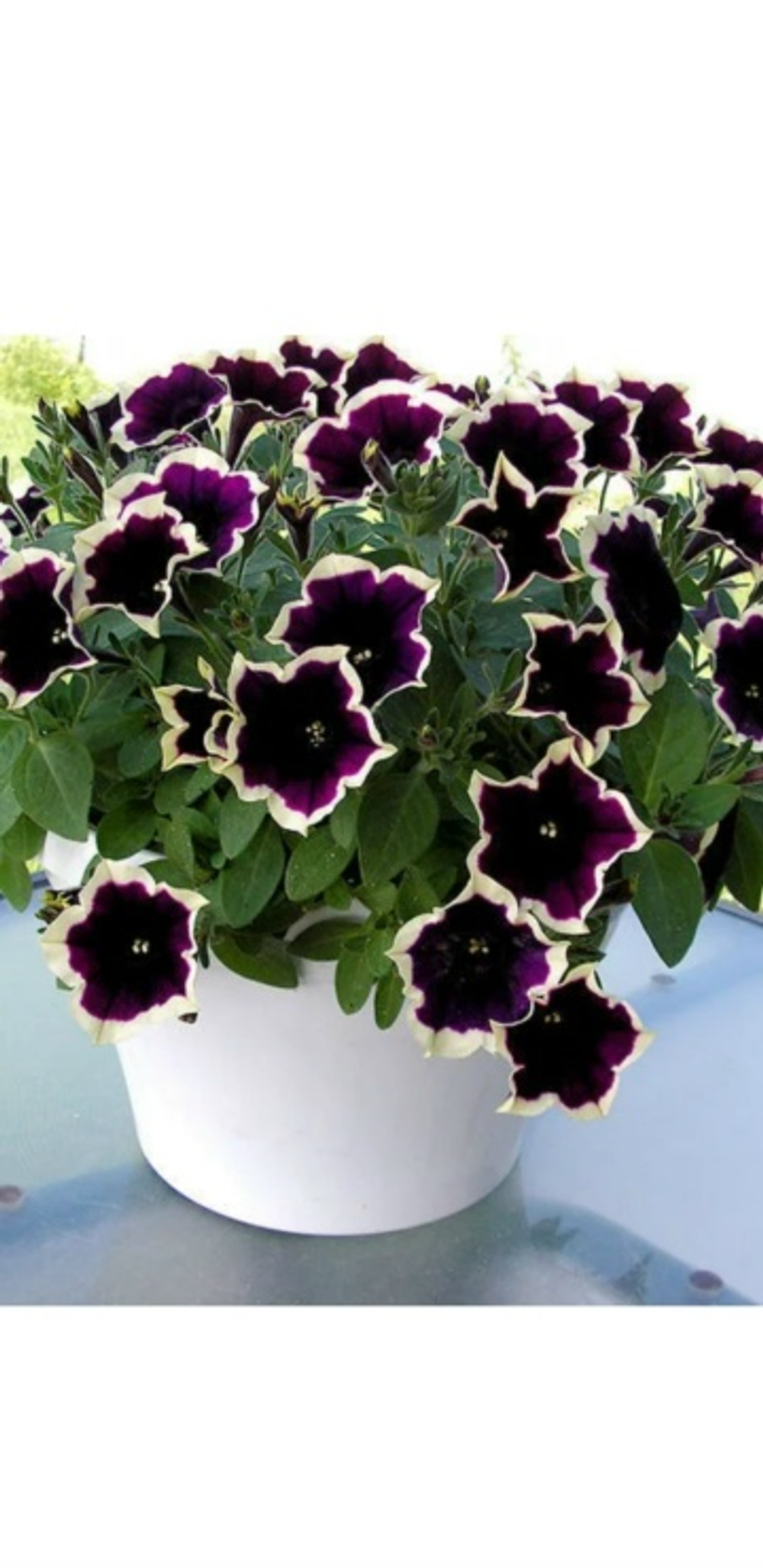 Петуния Cardinal Rim