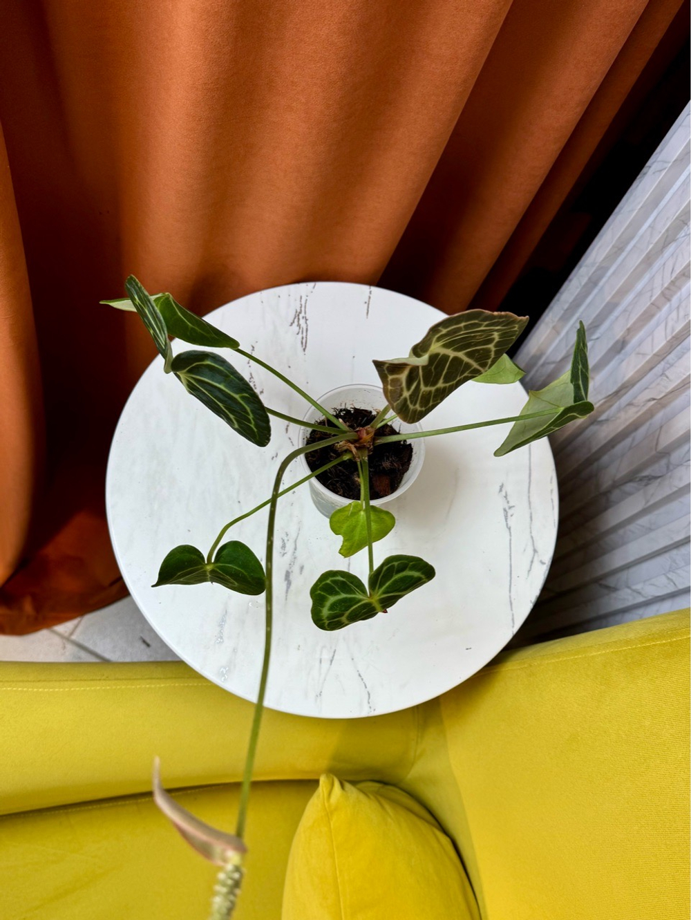 Антуриум Кларинервиум, D9см Н30см, 1шт, Urban Jungle (2962)