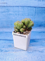 Cereus Peruvianus Monstrosus (Цереус)