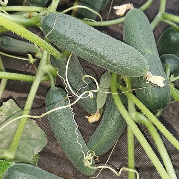 СПАССКИЙ F1 семена огурца Enza Zaden купить