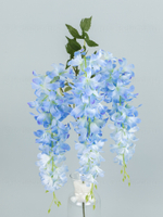 Глициния ампельная Маркиза