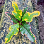 Кротон TRI PRAGAI DAO