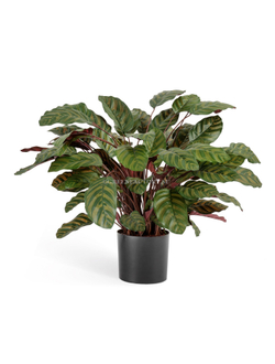 Калатея крупнолистная зелёно-бордовая в горшке