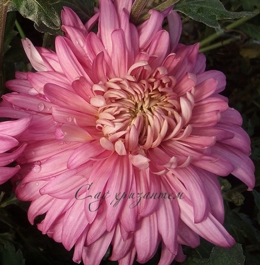 Хризантема одноголовая Holiday pink /о.25 /поставка весна 2026г/