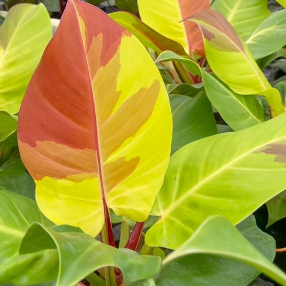 Филодендрон YELLOW FLAME (В26)