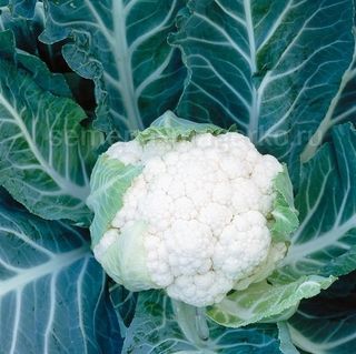 Капуста цветная Корлану F1 2500 (семян)
