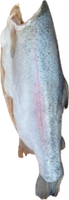 Форель