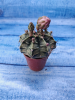 Gymnocalycium Friedrichii (Гимнокалициум)