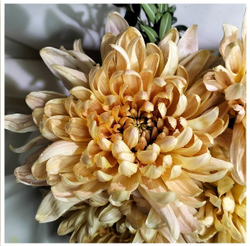 Крупноцветковая хризантема Алёнка Салмон   (отгрузка  Сентябрь)