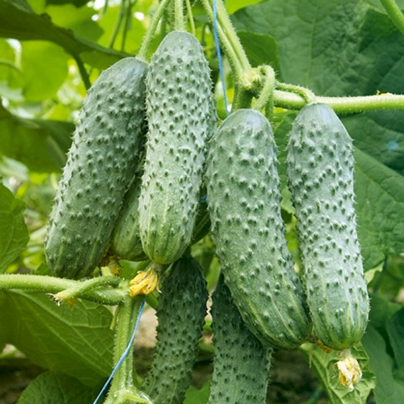 Пасамонте F1 семена огурца партенокарпического (Syngenta / ALEXAGRO) культура – фото 2