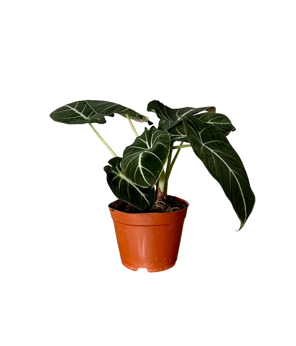 Алоказия Little Fairy д.12