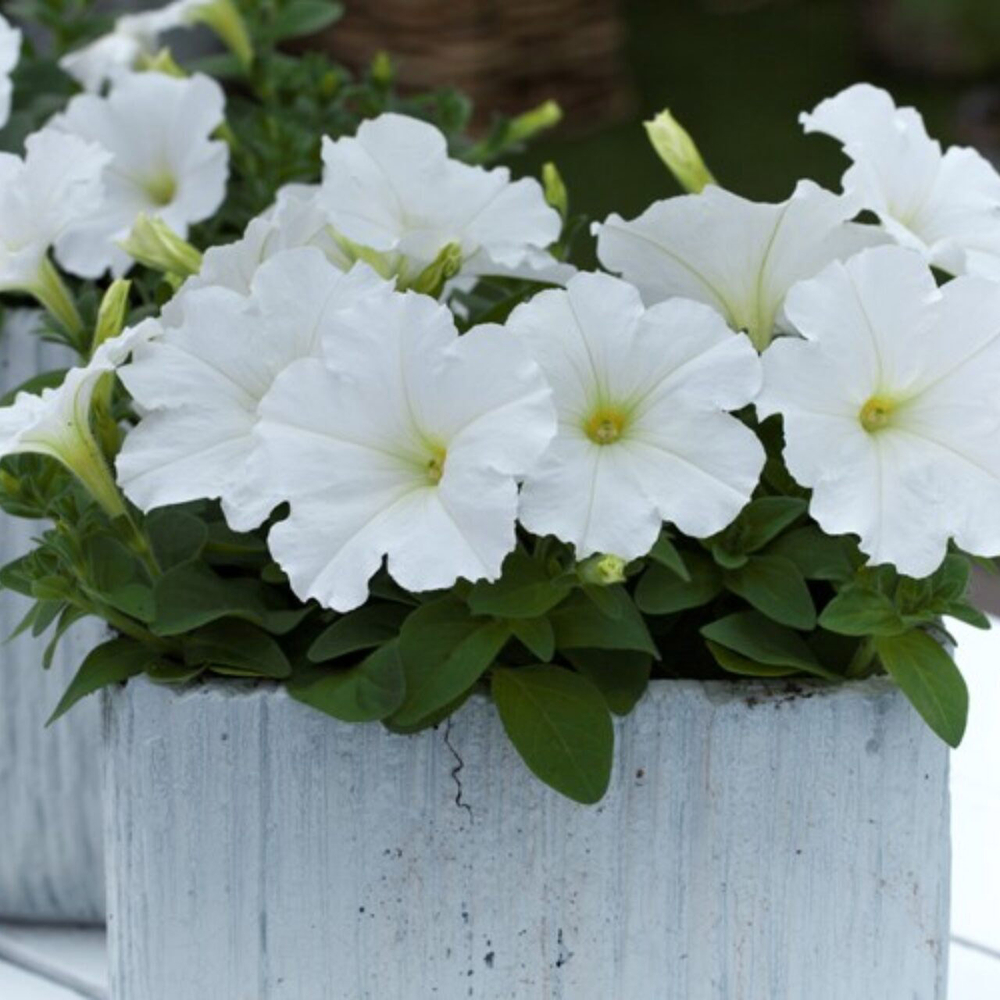 Петуния ампельная Трилоджи Вайт F1 (50др) Витагрин Профи