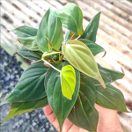 Филодендрон MICANS