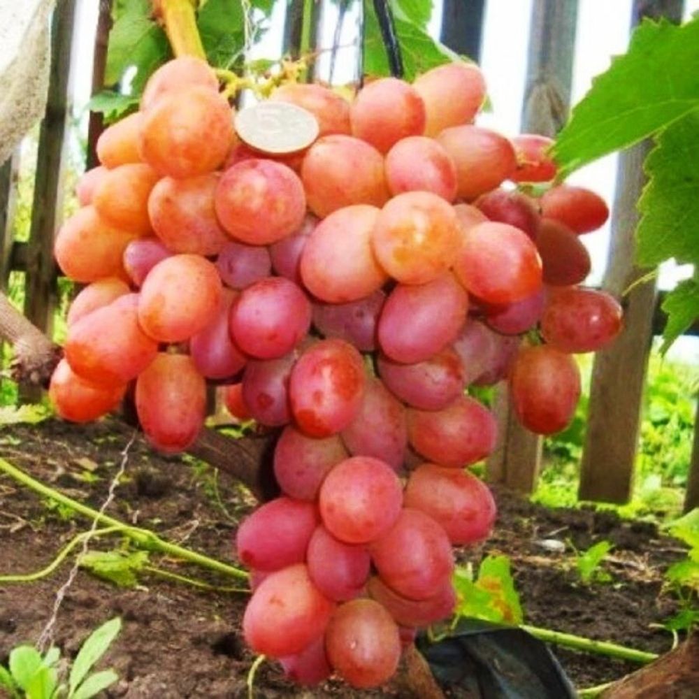 Виноград Самба (-24)