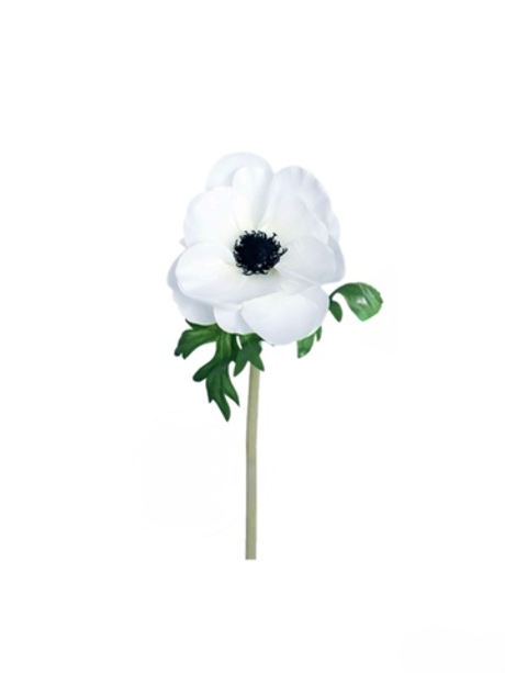 Анемона de Caen - Белый