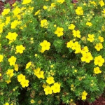 Лапчатка кустарниковая Элизабет С45 80-100