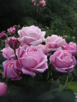 Роза шраб Дитэр Мюллер