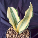 Сансевиерия MASONIANA WHITE (P57)