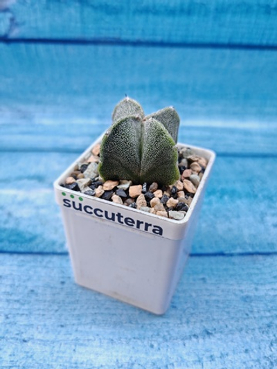 Astrophytum Myriostigma Quadricostatum (Астрофитум)