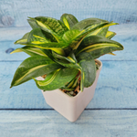 Sansevieria Hahnii 'Spiral Star' (Сансевиерия)