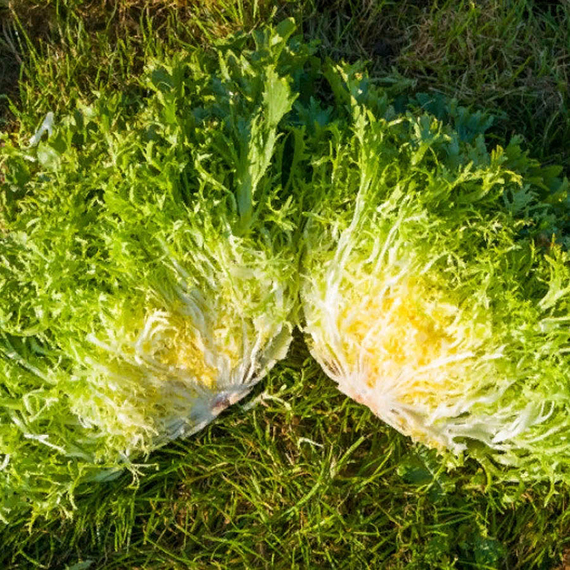 Бенефайн семена эндивия (Enza Zaden / Энза Заден) – фото 2