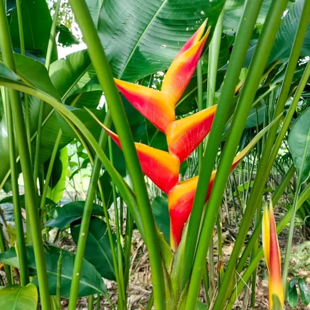 Геликония JACQUINI