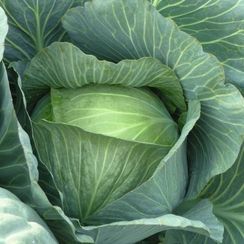 ЛЕННОКС F1 семена капусты белокочанной (Bejo | Alexagro)