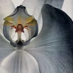 Keune Кондиционер Сияние И Блеск Radiant Gloss Hair Gloss 1000 мл