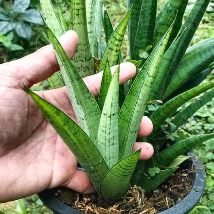 Сансевиерия GABRIELLA