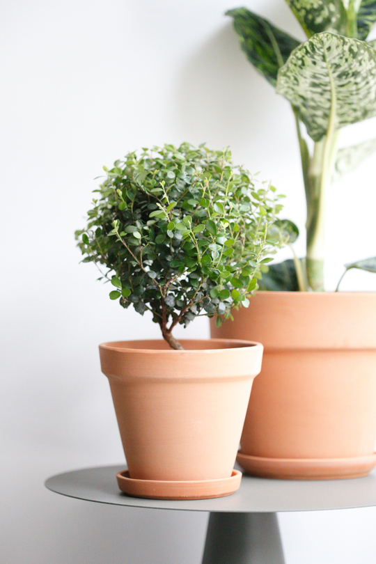 Терракотовый горшок d 15