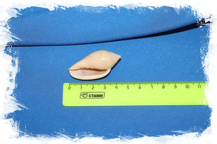 Маргинелла десжардини (Marginella desjardini)