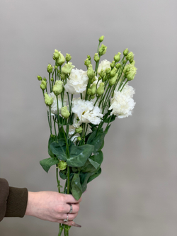 Букет 3 эустомы в ленте