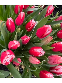 Тюльпаны,луковицы сорт Пол Маккартни (4штуки)